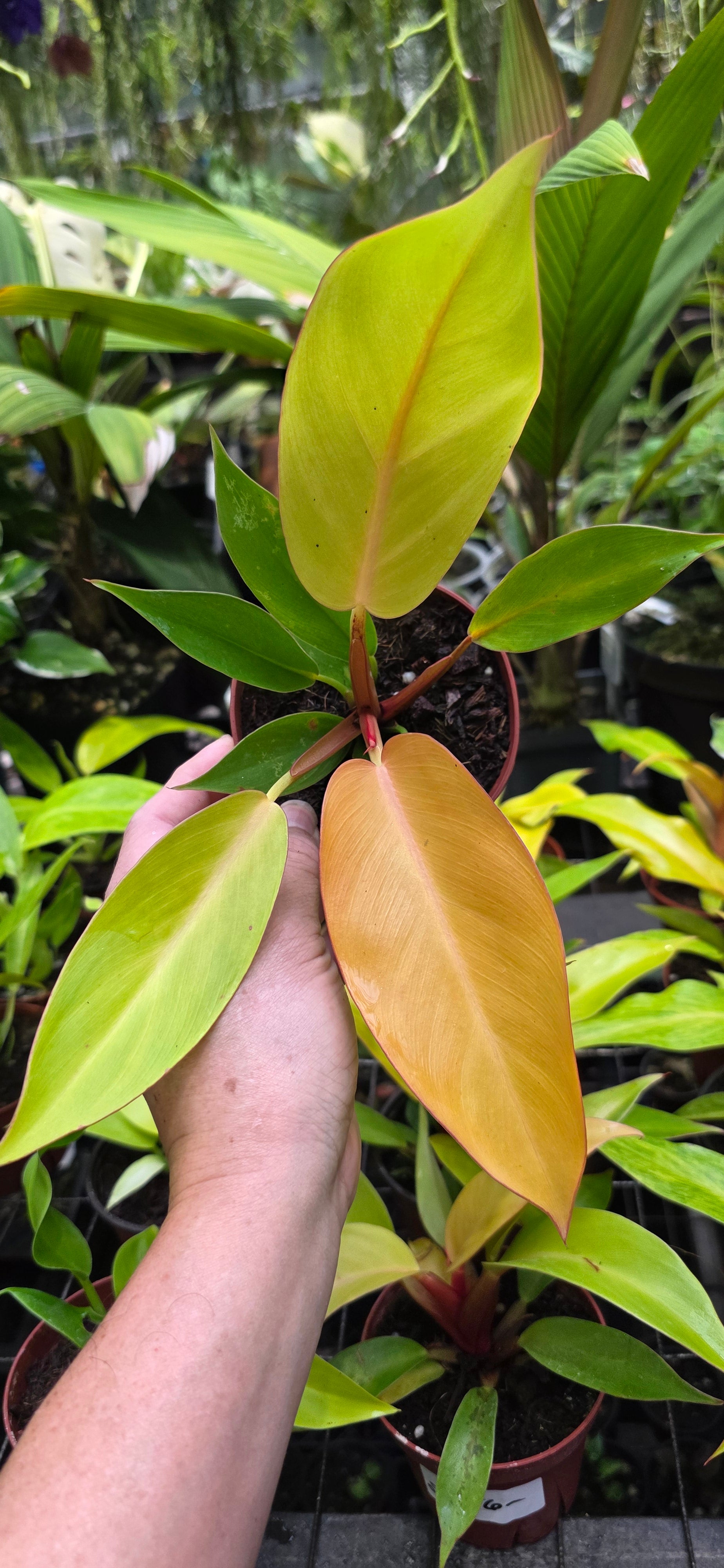 Philodendron Prince of Orange