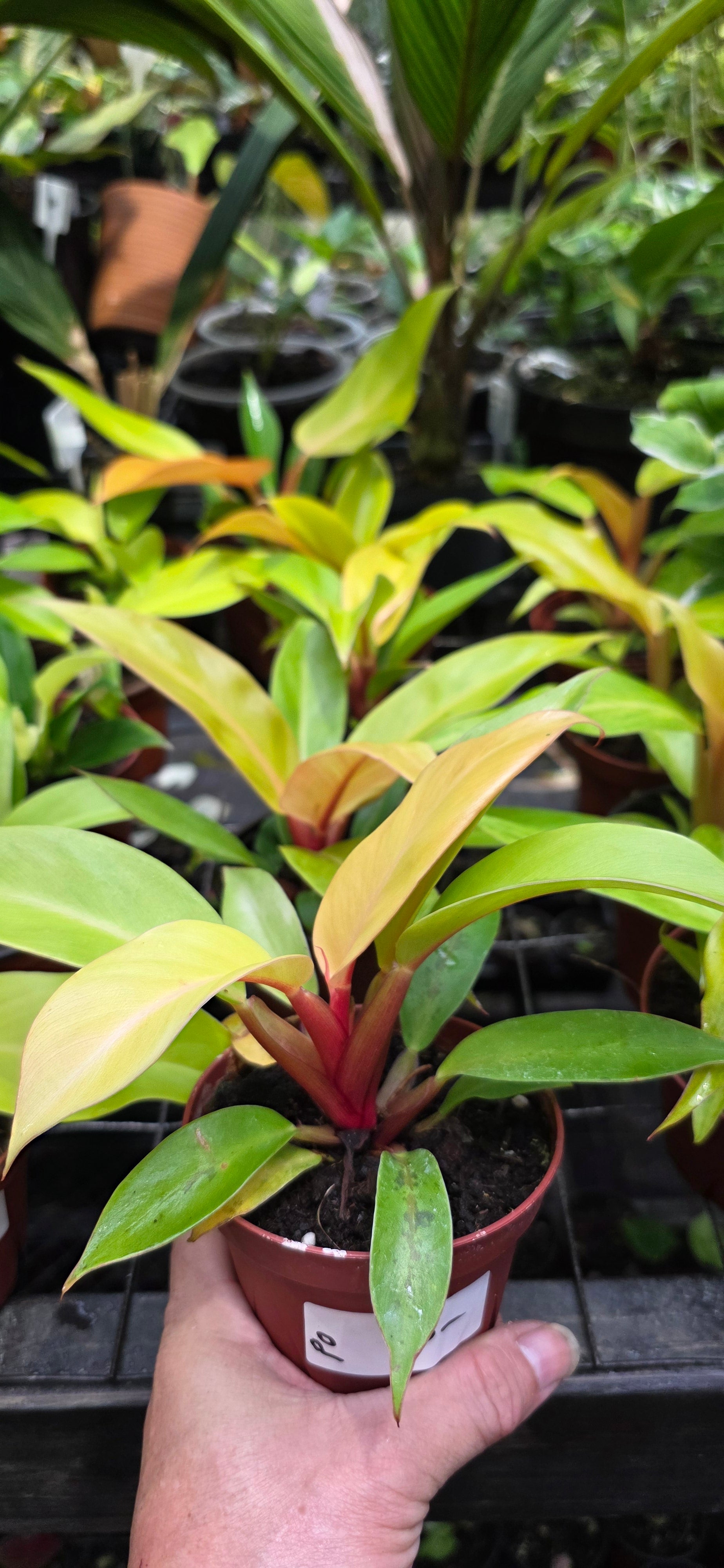 Philodendron Prince of Orange