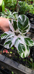 Calathea Fusion White