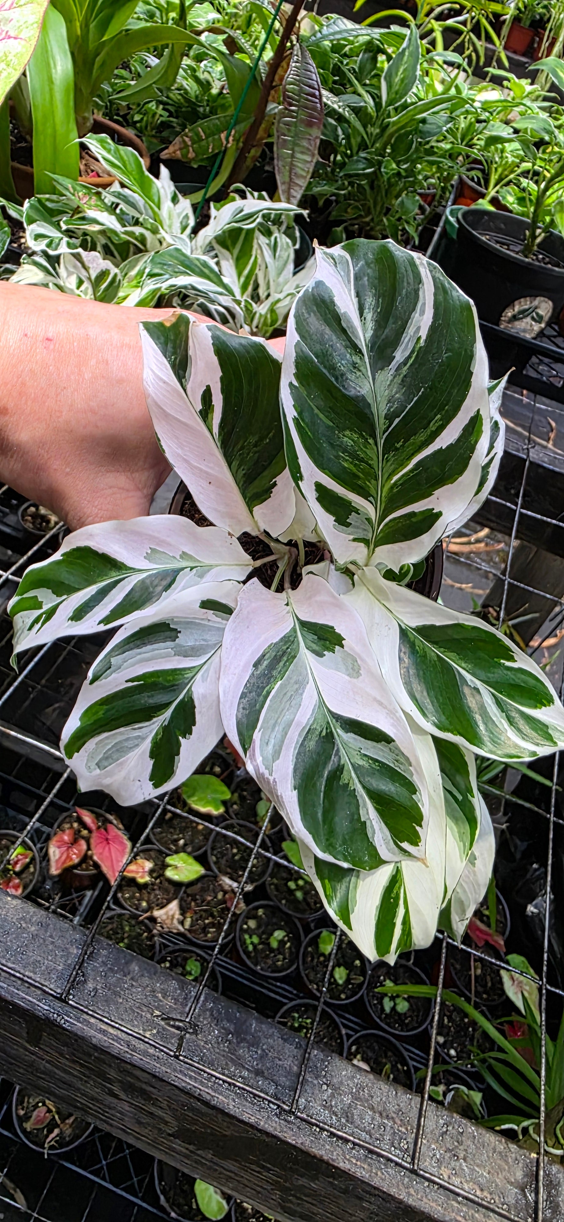 Calathea Fusion White