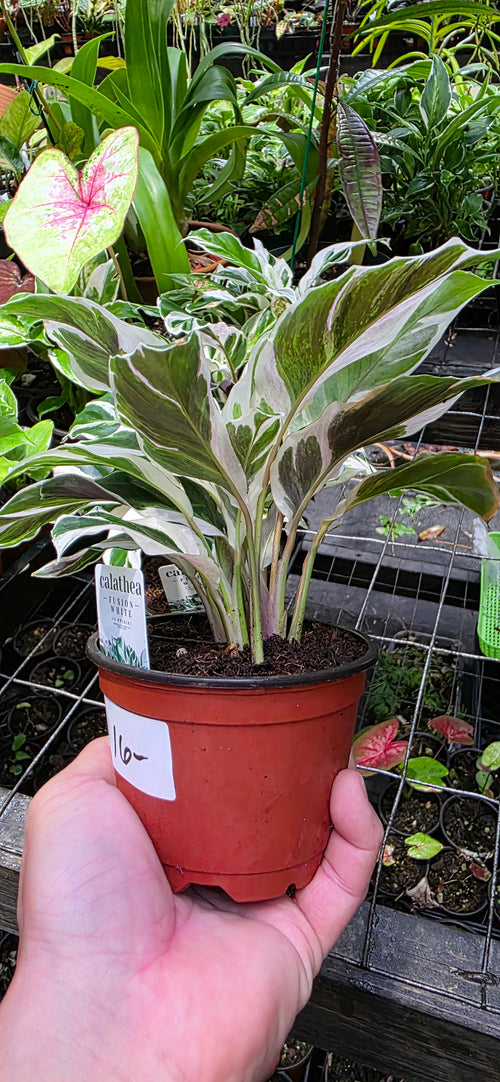Calathea Fusion White