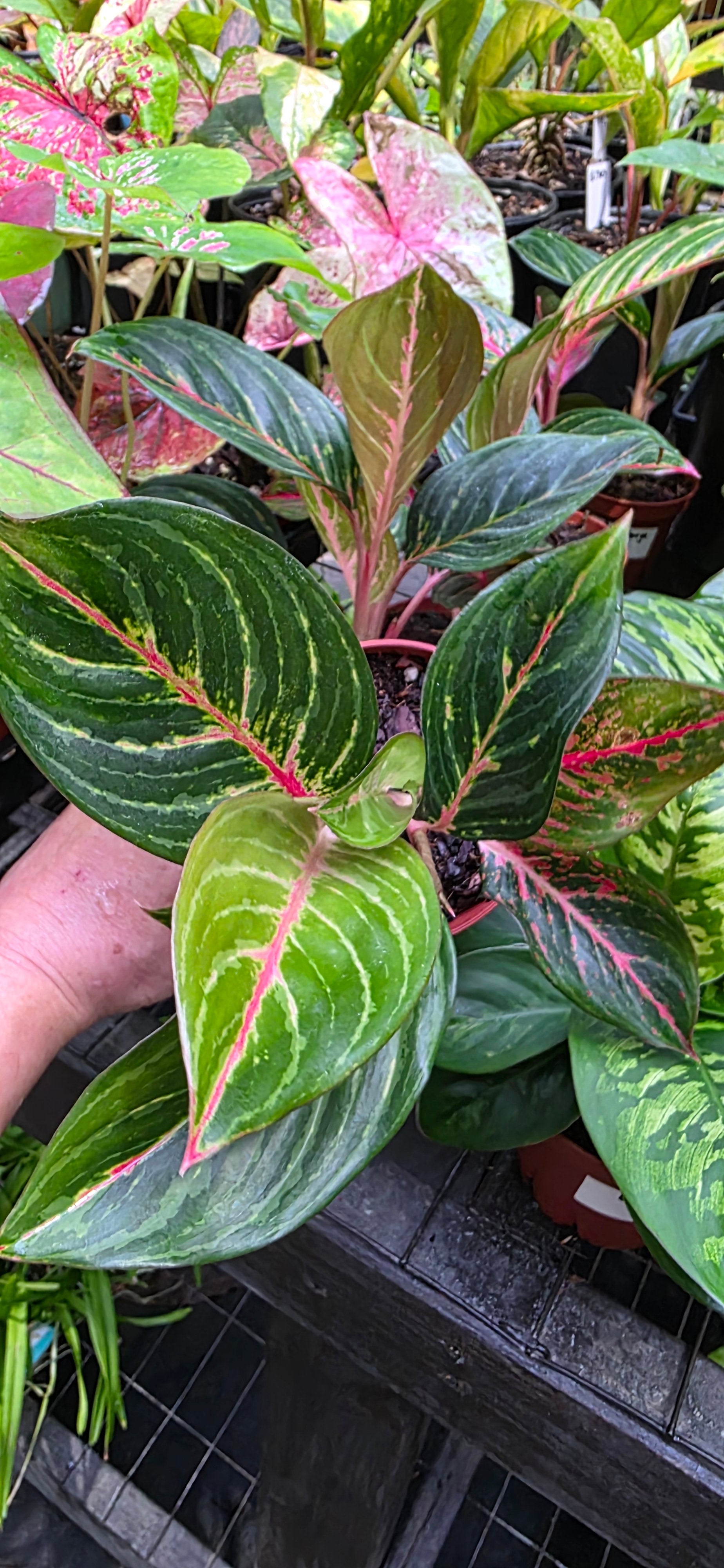 Aglaonema Red Borju