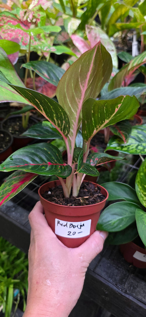 Aglaonema Red Borju