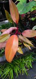Philodendron Persimmon Princess