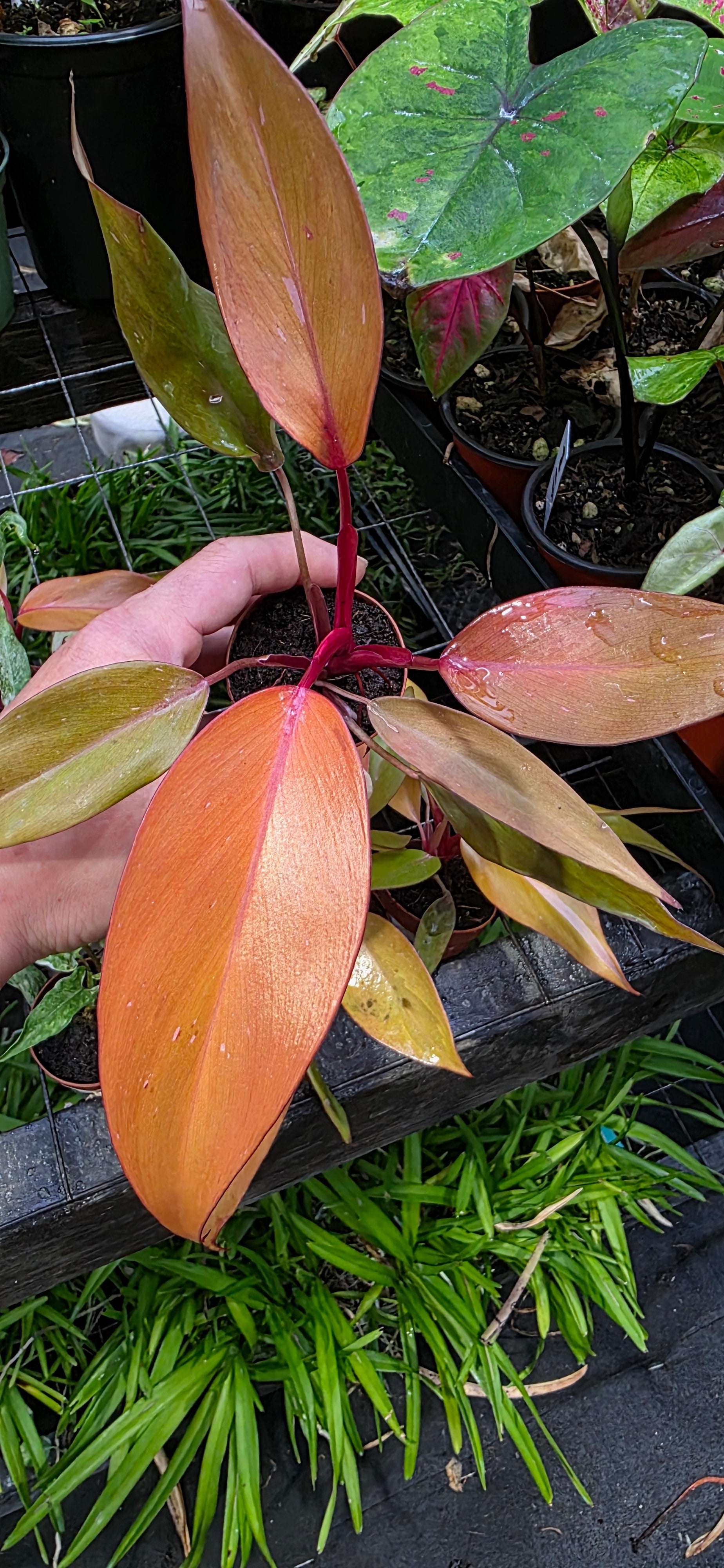 Philodendron Persimmon Princess