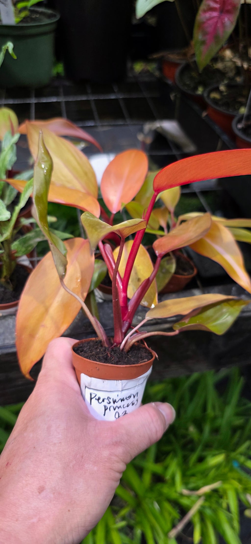 Philodendron Persimmon Princess