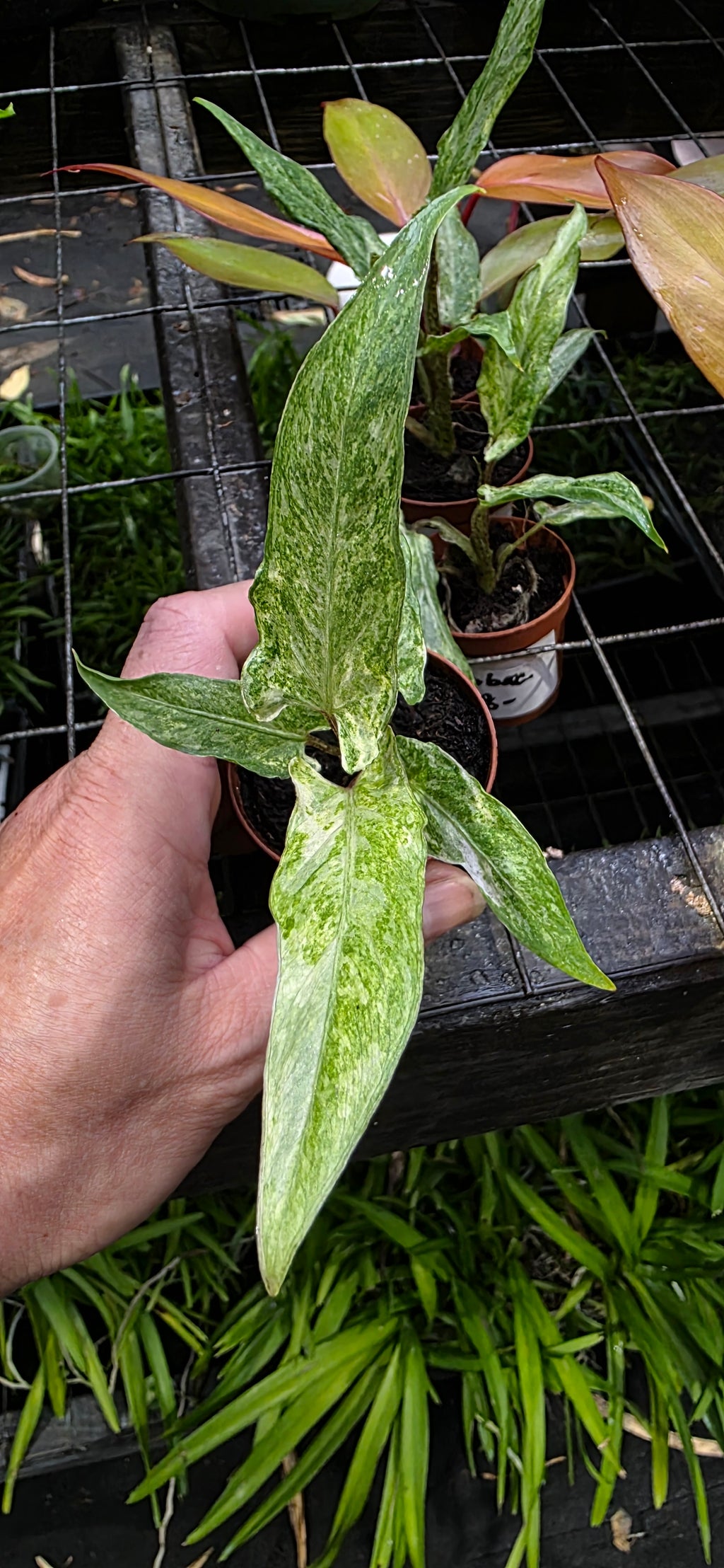 Alocasia Lauterbachiana Variegated
