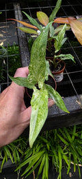 Alocasia Lauterbachiana Variegated
