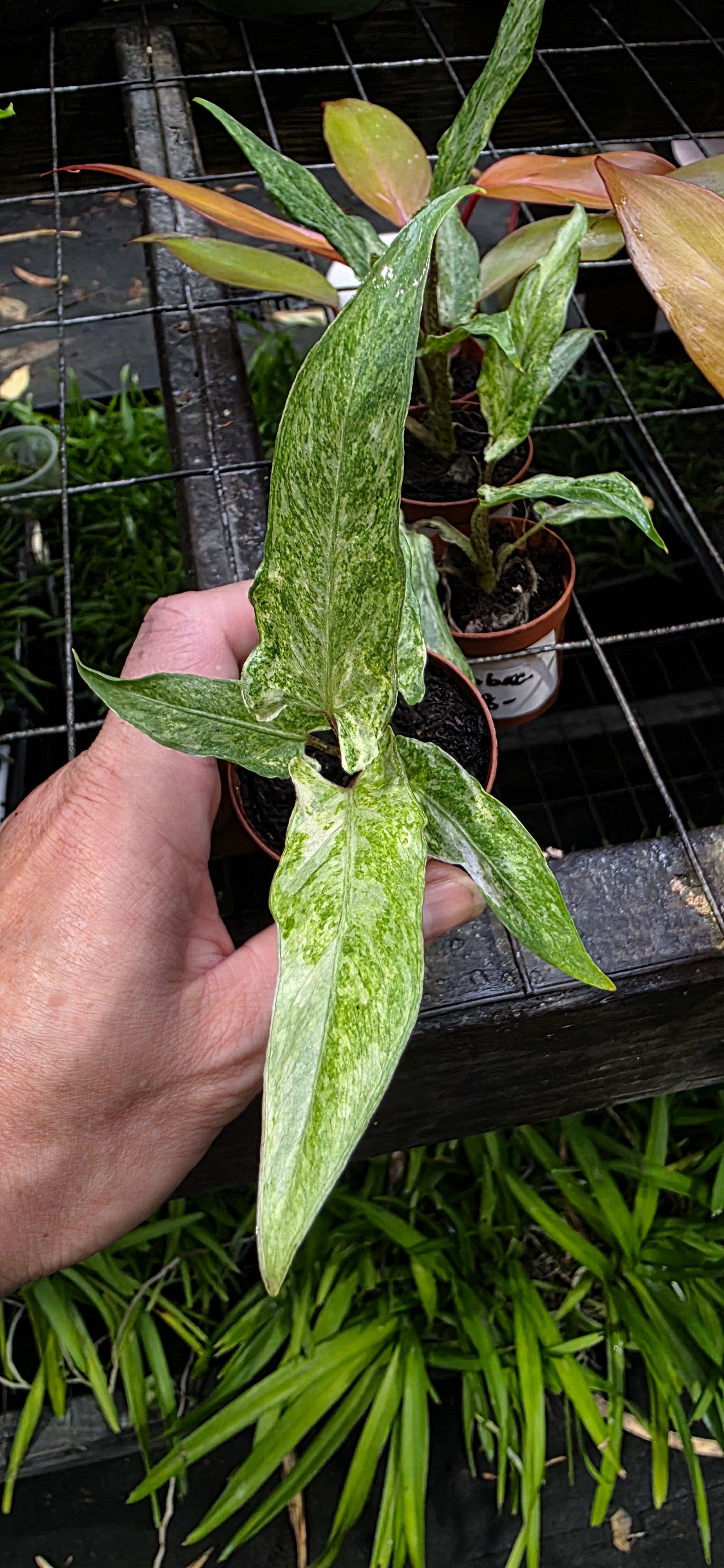 Alocasia Lauterbachiana Variegated