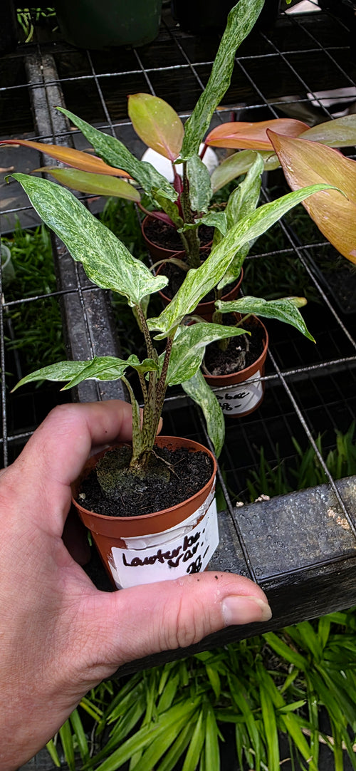 Alocasia Lauterbachiana Variegated