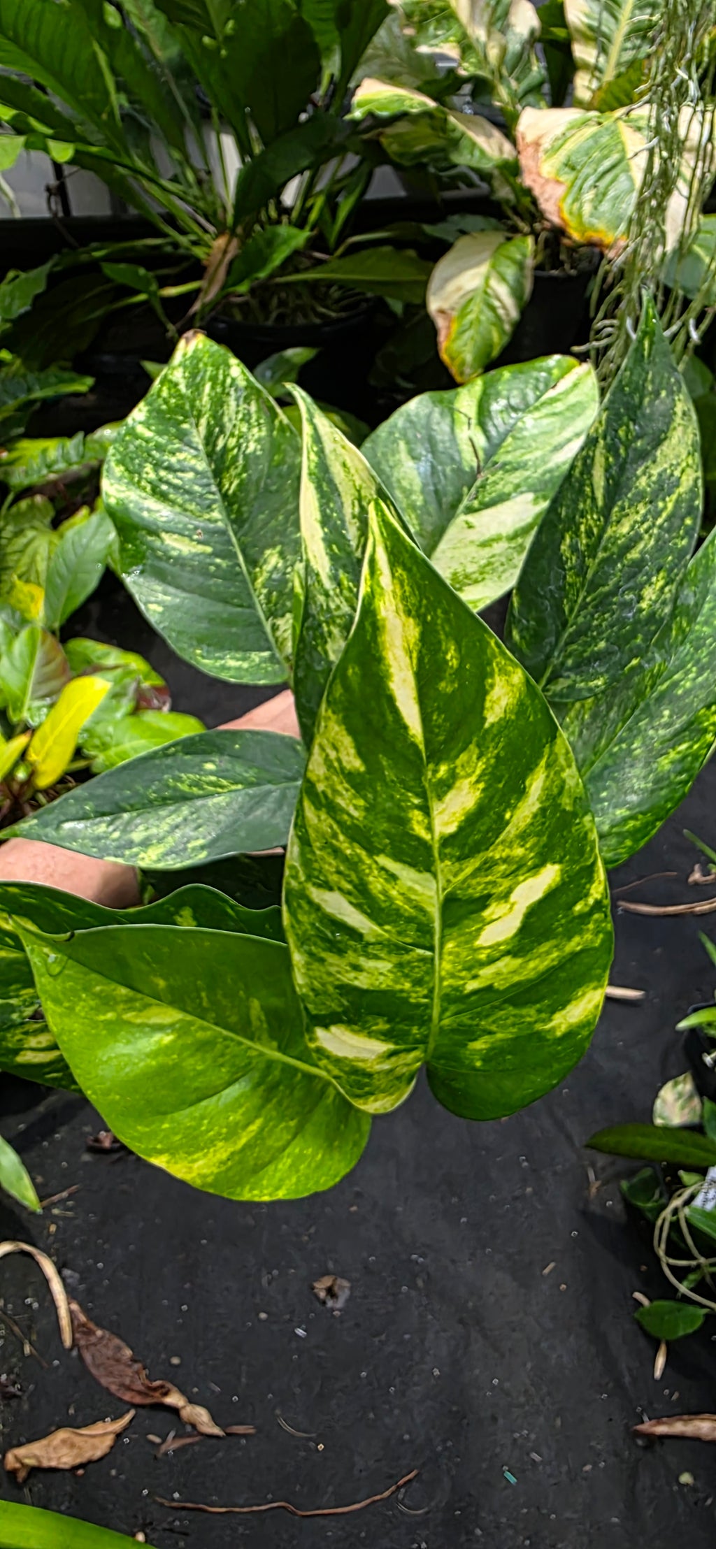 Epipremnum Golden Flame