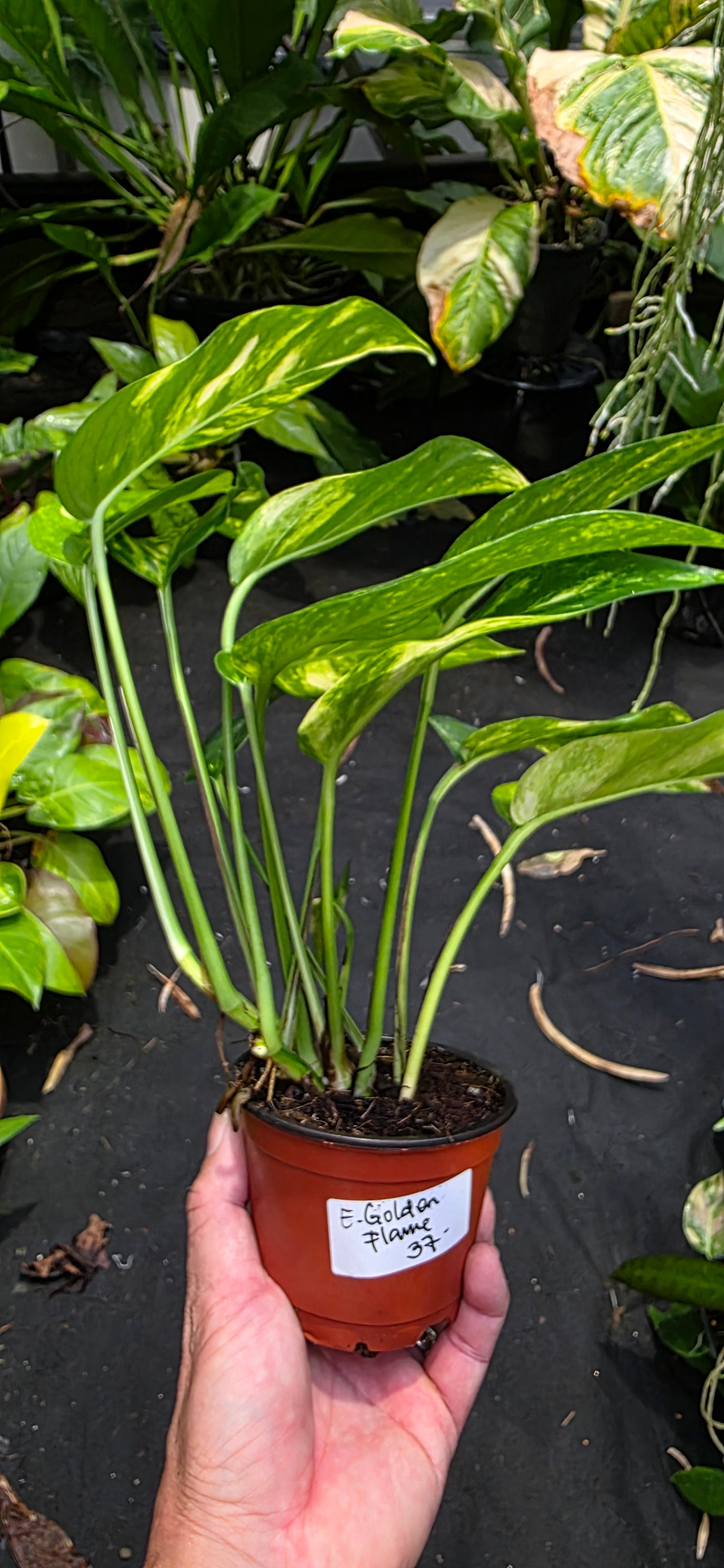 Epipremnum Golden Flame