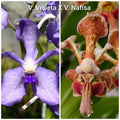 Exclusive: Seedling. Vanda Stephen Reinel-Tan (Nafisa X Violeta)