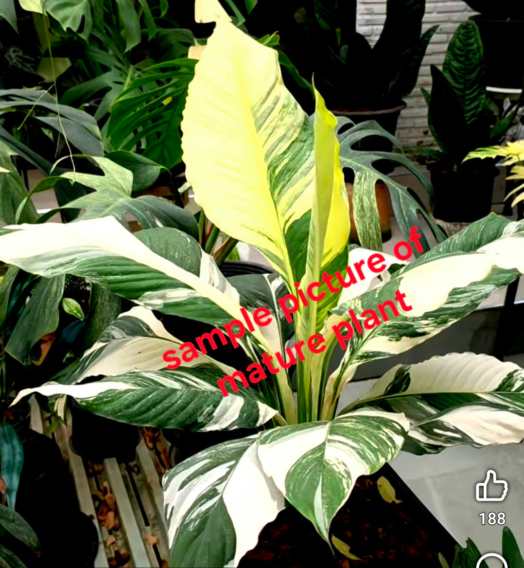 Spathiphyllum 'Sensastion'