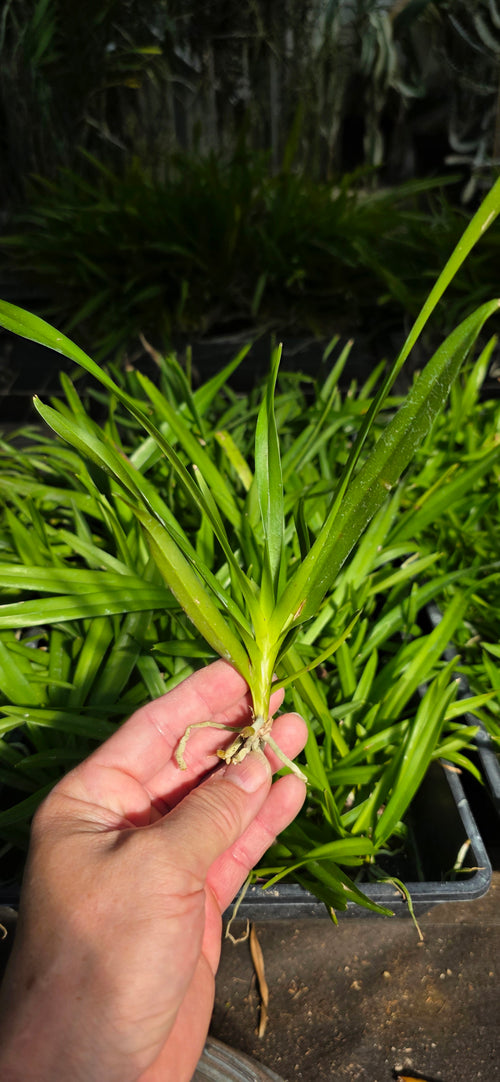 Exclusive: Seedling. Vanda Stephen Reinel-Tan (Nafisa X Violeta)