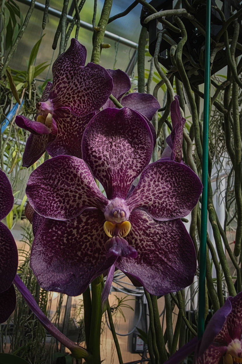 Vanda Denisoniana X Kulwadee Fragrance
